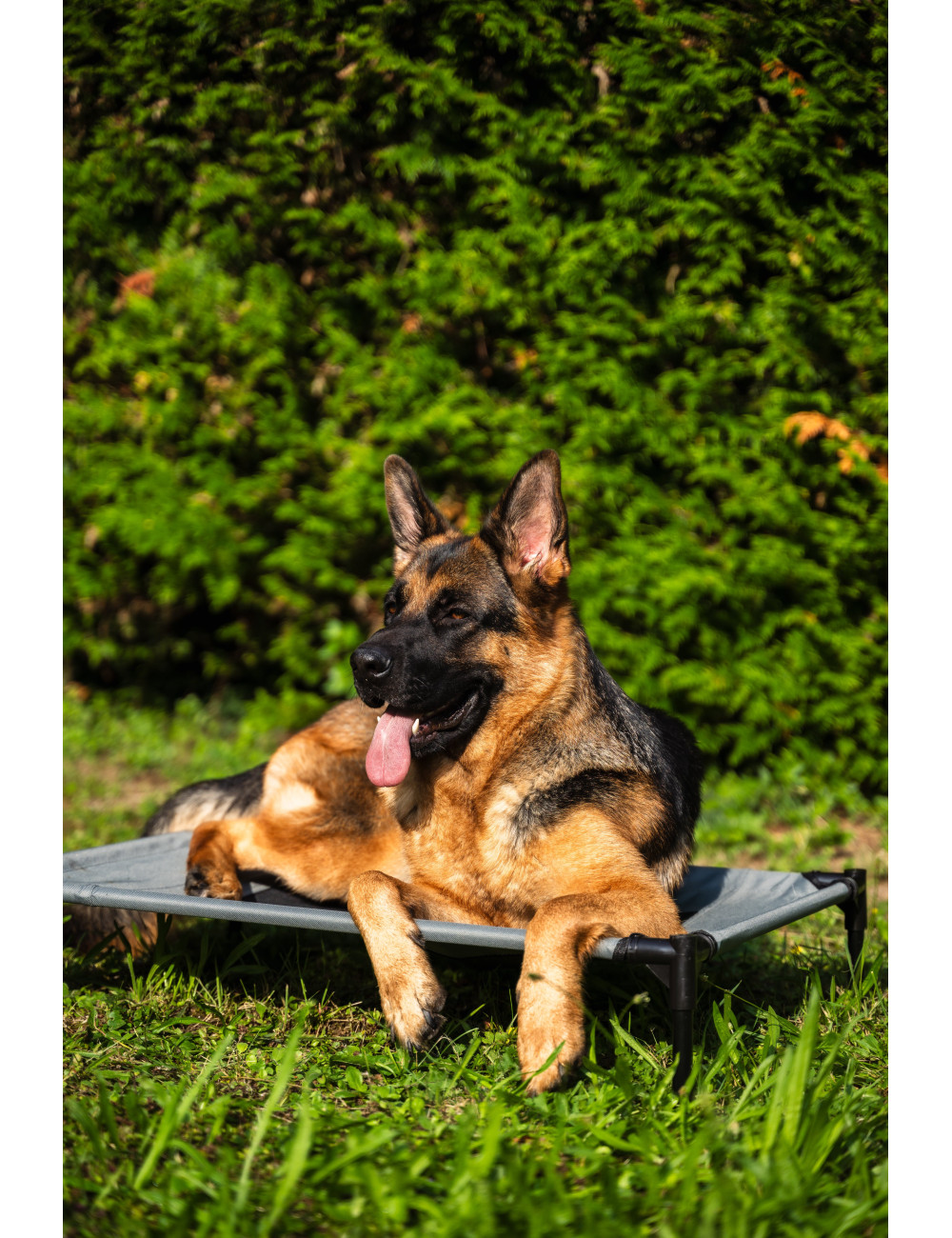 Lit surélevé pour Chien – Couchage Confortable et Aéré en Hauteur