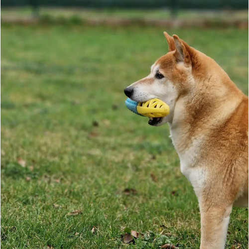 Jeu et éducation Chien