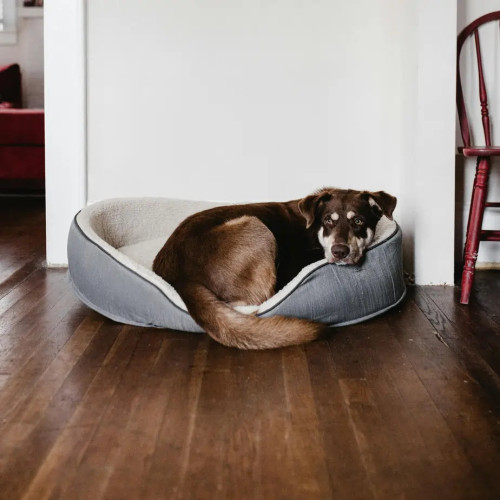 Couchage et maison Chien