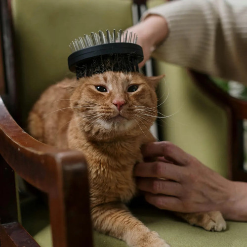 Brosses pour chat