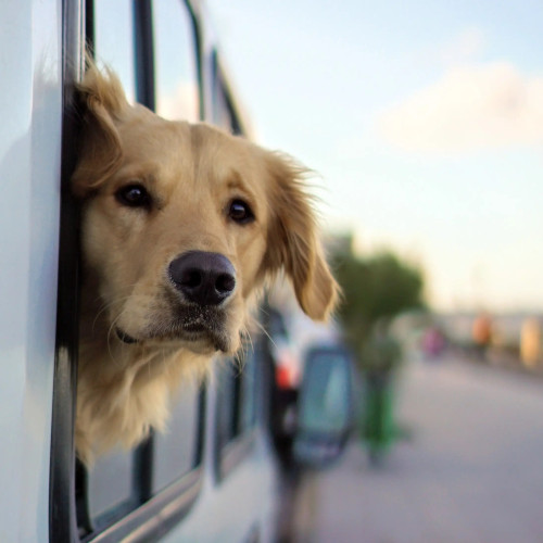 Pack Voyage