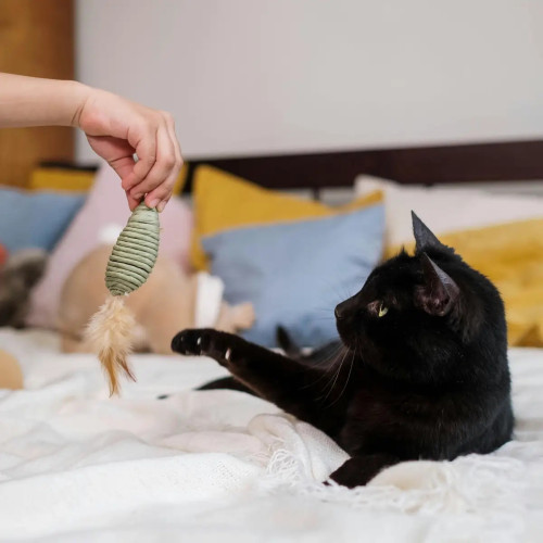 Pack Divertissement Chat