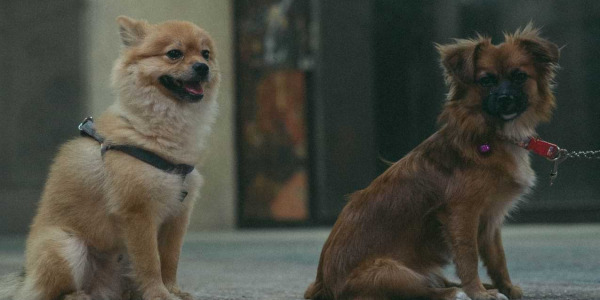 Les Chiens et la vision nocturne : Peuvent-ils vraiment voir dans le noir ?